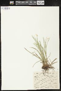 Carex geyeri image