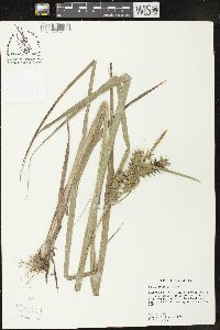 Carex gigantea image