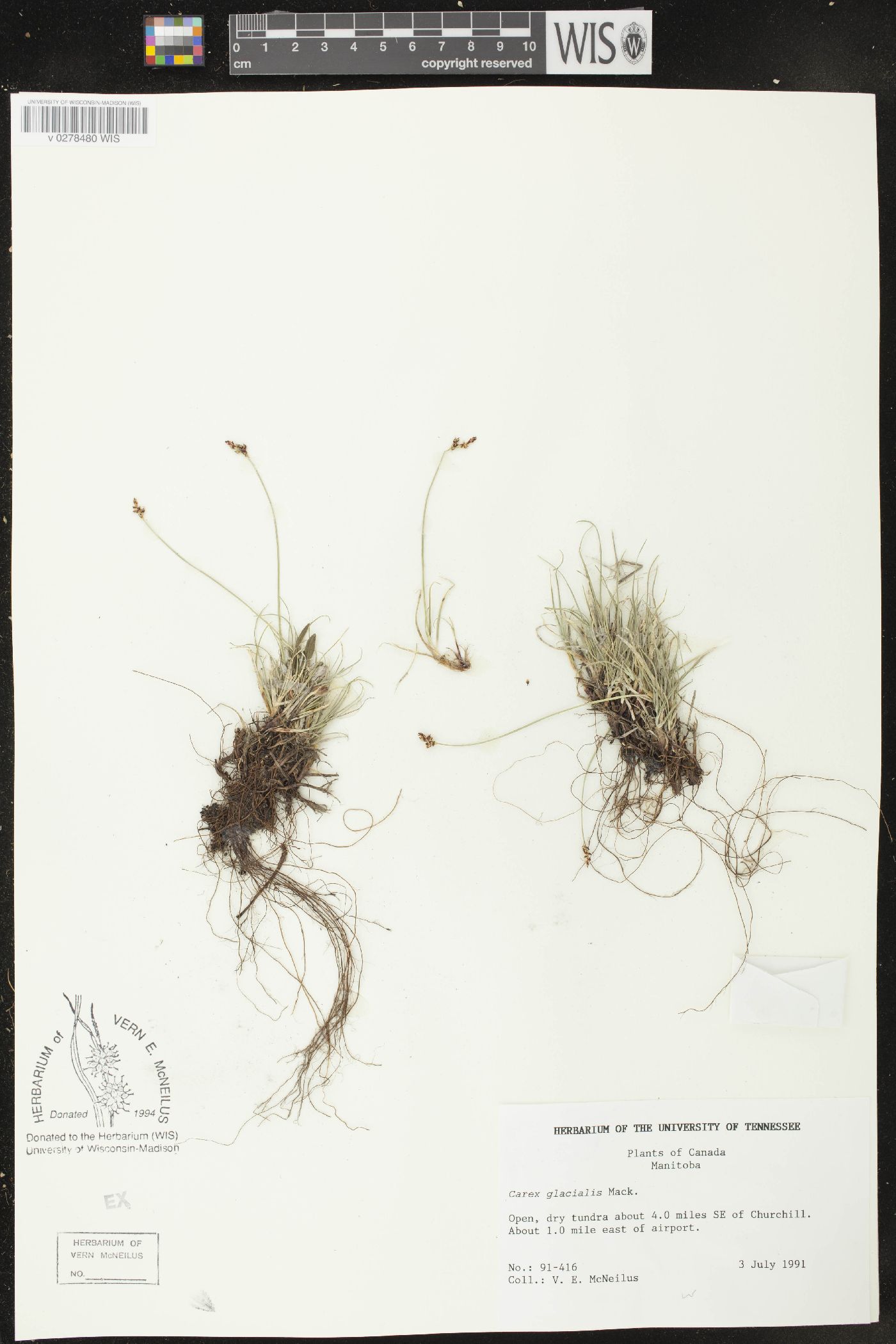 Carex glacialis image