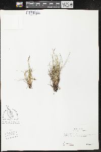 Carex glacialis image