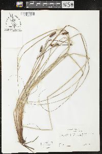 Carex glaucescens image