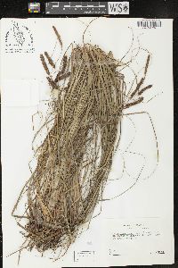 Carex glaucescens image