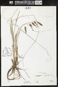 Carex glaucescens image