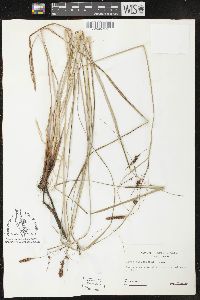 Carex glaucescens image