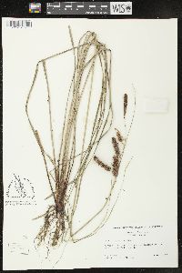 Carex glaucescens image