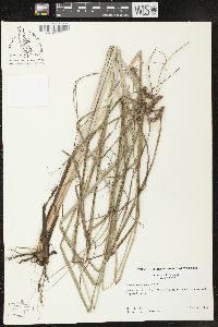 Carex glaucescens image