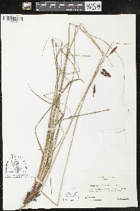 Carex glaucescens image