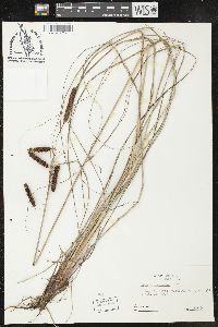 Carex glaucescens image