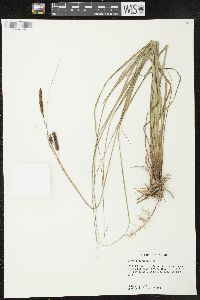 Carex glaucescens image