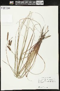 Carex glaucescens image