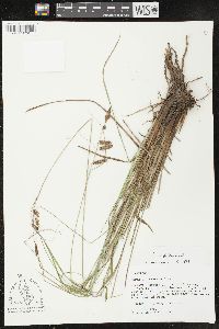 Carex glaucescens image