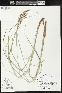 Carex glaucescens image