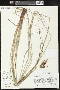 Carex glaucescens image