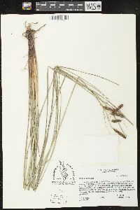 Carex glaucescens image