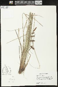 Carex glaucescens image