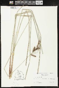 Carex glaucescens image