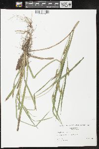 Carex glaucodea image