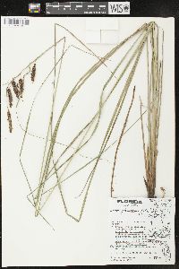 Carex glaucescens image