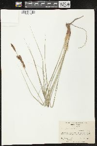 Carex glaucescens image