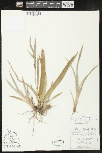 Carex glaucodea image