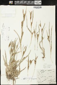 Carex glaucodea image