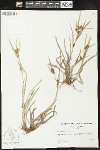 Carex glaucodea image