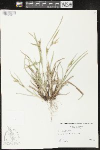 Carex glaucodea image