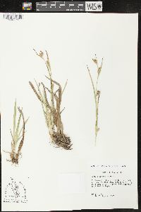 Carex glaucodea image