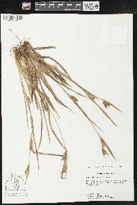 Carex glaucodea image