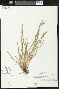 Carex glaucodea image