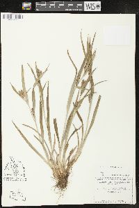 Carex glaucodea image