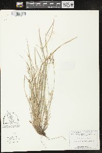 Carex globosa image