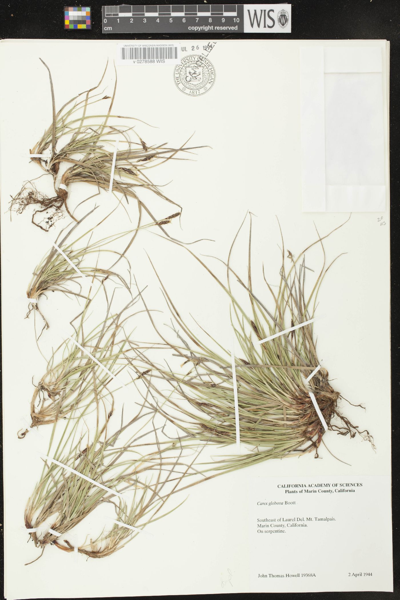 Carex globosa image