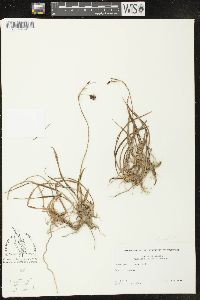 Carex gmelinii image