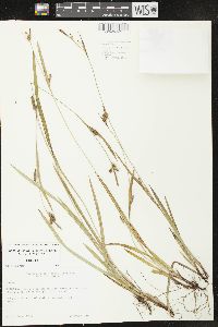 Carex gholsonii image