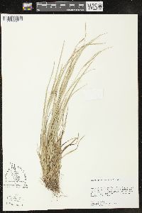 Carex gracilescens image