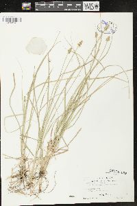 Carex gravida var. lunelliana image