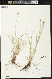 Carex gravida var. lunelliana image