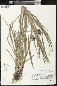 Carex grayi image