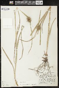 Carex grayi image