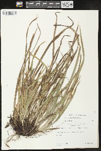 Carex grisea image