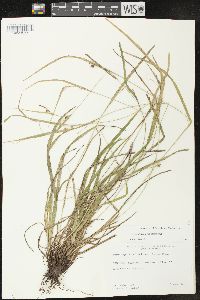 Carex grisea image