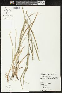 Carex grisea image