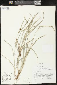 Carex grisea image