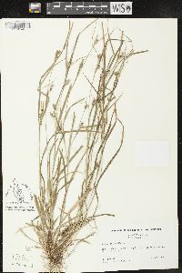 Carex grisea image