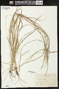 Carex grisea image