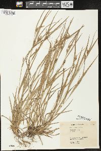 Carex grisea image