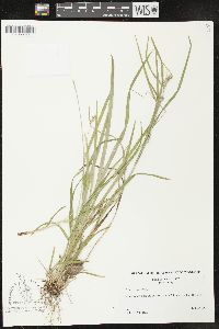 Carex grisea image