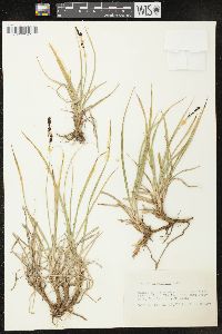 Carex scopulorum var. bracteosa image