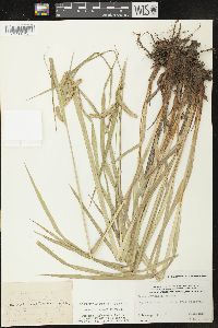 Carex gynandra image